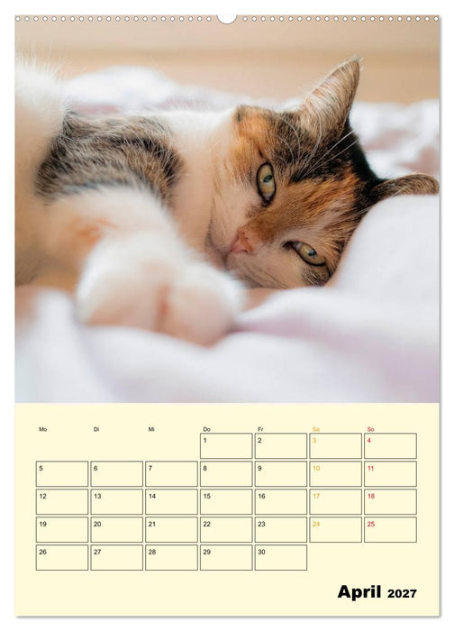 Kätzchen - Theater (CALVENDO Wandkalender 2027)