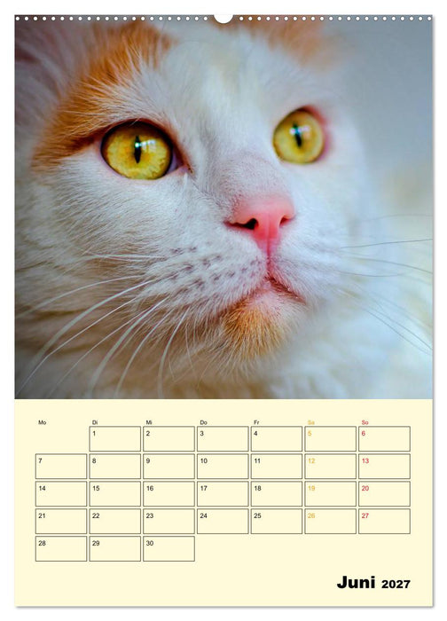 Kätzchen - Theater (CALVENDO Wandkalender 2027)
