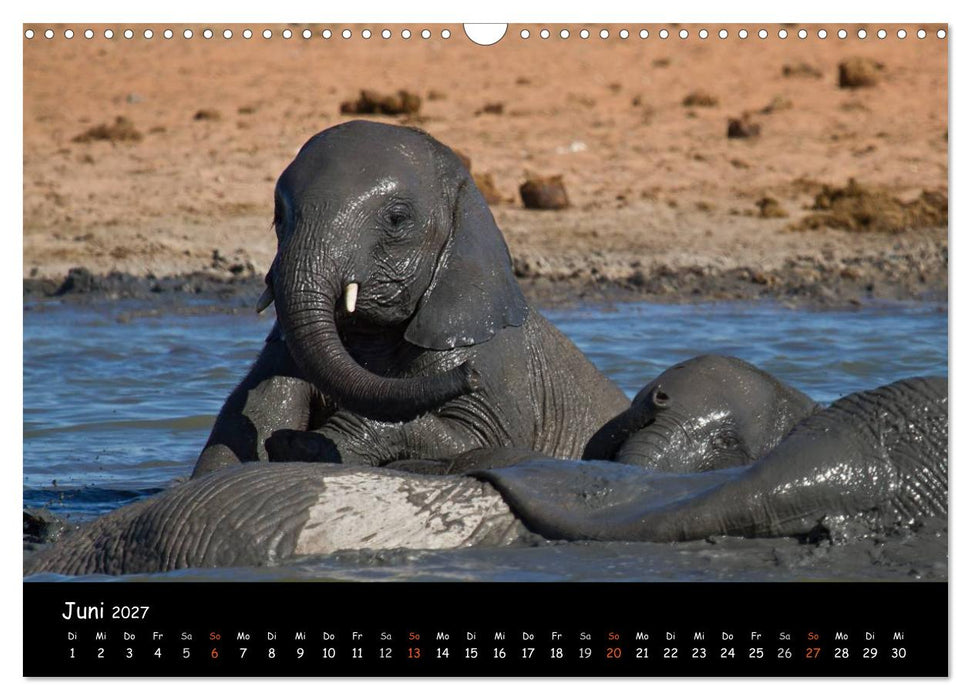 Elefanten des südlichen Afrikas (CALVENDO Wandkalender 2027)