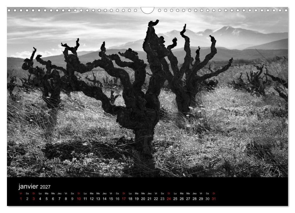 VIGNES DU SUD terroirs d'AOC (CALVENDO Calendrier mensuel 2027)