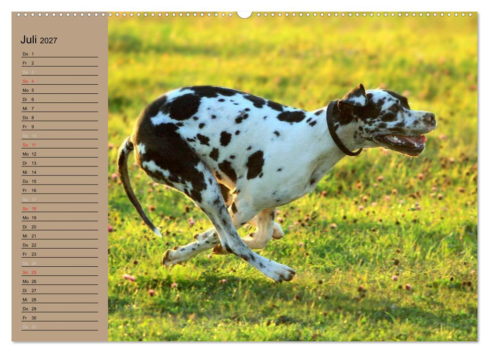 Deutsche Doggen - Sanfte Riesen (CALVENDO Premium Wandkalender 2027)