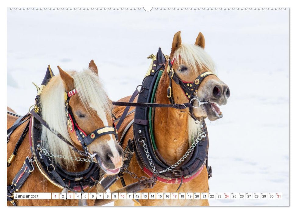 Pferde und Ponys im Paradies (CALVENDO Wandkalender 2027)