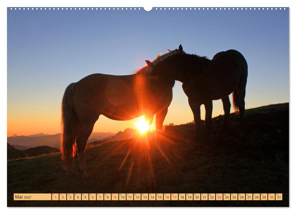 Pferde und Ponys im Paradies (CALVENDO Wandkalender 2027)
