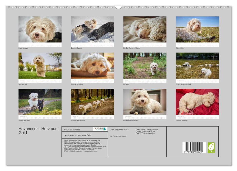 Havaneser - Herz aus Gold (CALVENDO Premium Wandkalender 2027)
