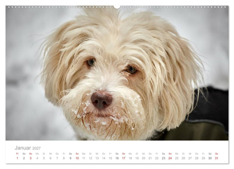 Havaneser - Herz aus Gold (CALVENDO Premium Wandkalender 2027)