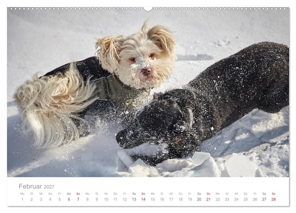 Havaneser - Herz aus Gold (CALVENDO Premium Wandkalender 2027)