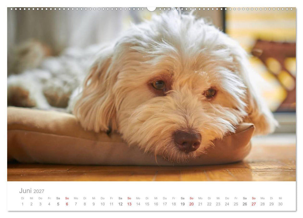 Havaneser - Herz aus Gold (CALVENDO Premium Wandkalender 2027)
