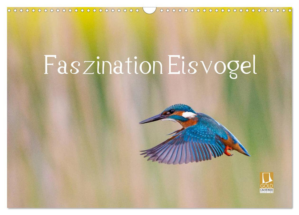 Faszination Eisvogel (CALVENDO Wandkalender 2027)