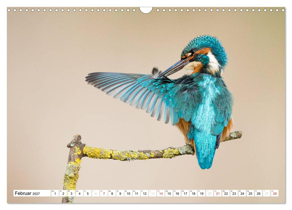 Faszination Eisvogel (CALVENDO Wandkalender 2027)