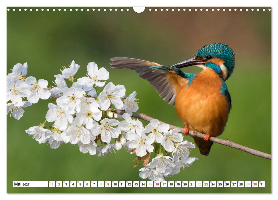 Faszination Eisvogel (CALVENDO Wandkalender 2027)