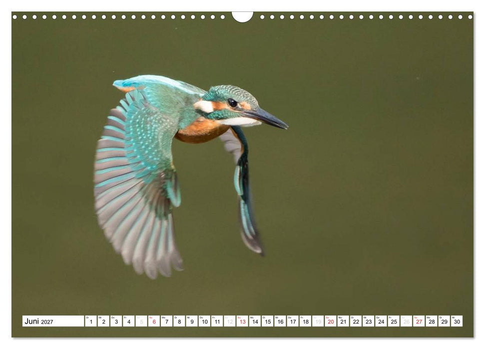 Faszination Eisvogel (CALVENDO Wandkalender 2027)