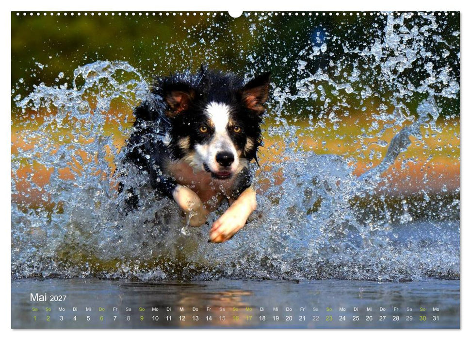 SPLASH - Hunde im Wasser (CALVENDO Premium Wandkalender 2027)