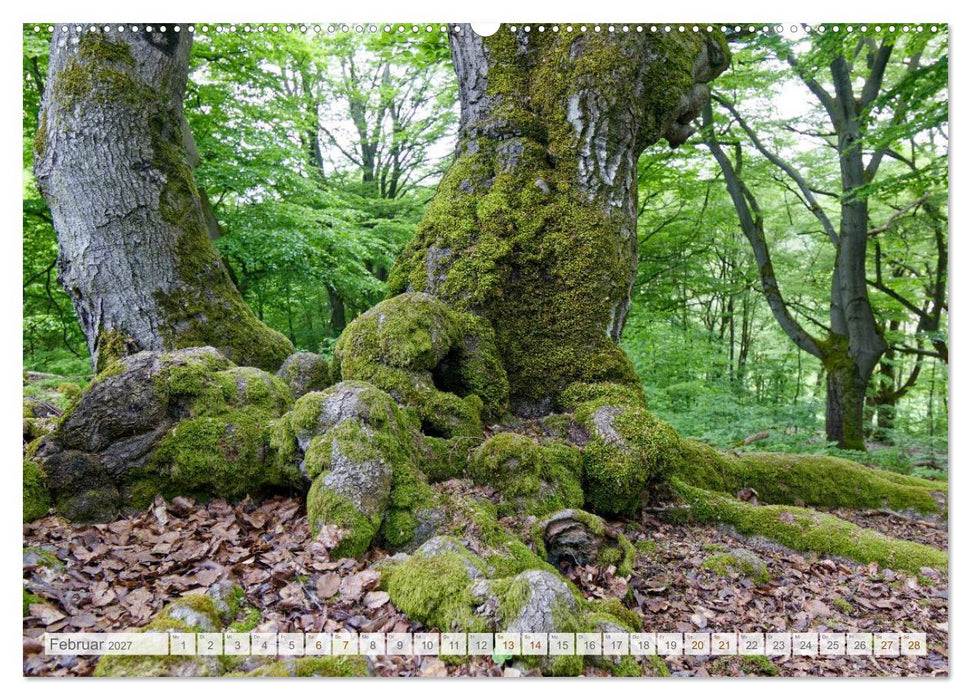Hutewald Halloh - Baumriesen aus vergangenen Zeiten (CALVENDO Premium Wandkalender 2027)