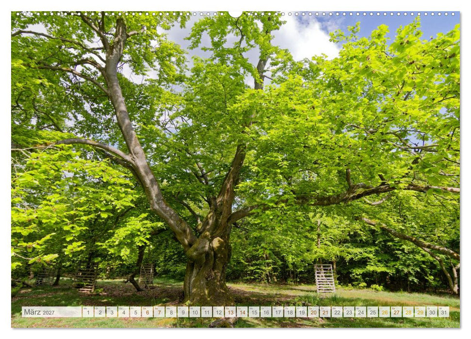 Hutewald Halloh - Baumriesen aus vergangenen Zeiten (CALVENDO Premium Wandkalender 2027)
