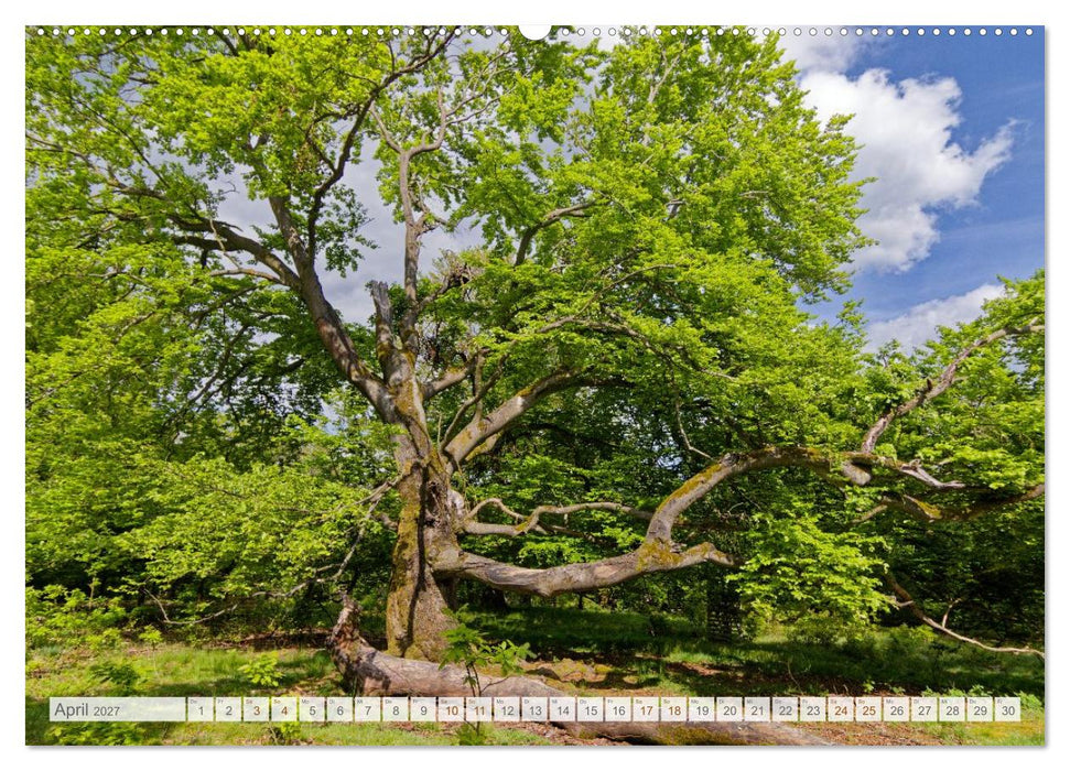 Hutewald Halloh - Baumriesen aus vergangenen Zeiten (CALVENDO Premium Wandkalender 2027)