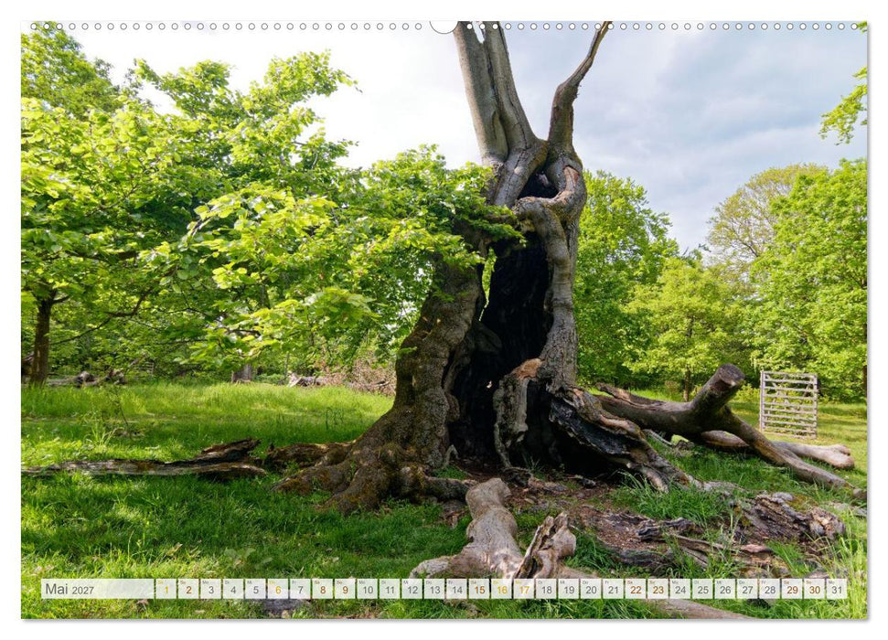Hutewald Halloh - Baumriesen aus vergangenen Zeiten (CALVENDO Premium Wandkalender 2027)
