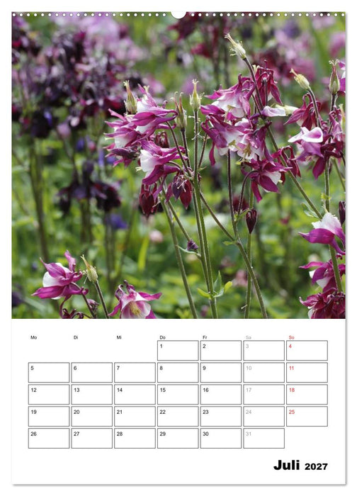 Zauberhafte Akeleien (CALVENDO Premium Wandkalender 2027)