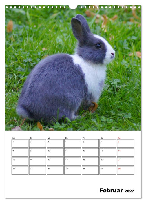 Kaninchen Terminplaner (CALVENDO Wandkalender 2027)