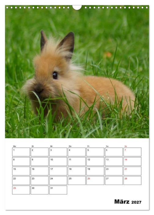 Kaninchen Terminplaner (CALVENDO Wandkalender 2027)