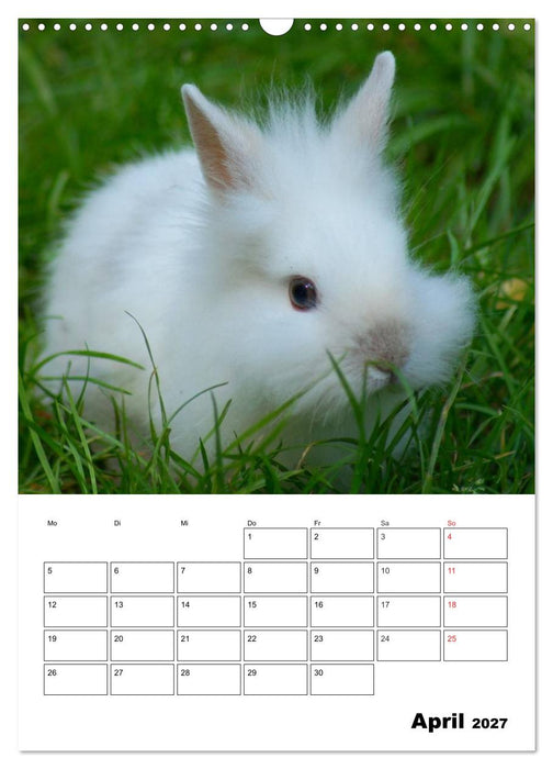 Kaninchen Terminplaner (CALVENDO Wandkalender 2027)
