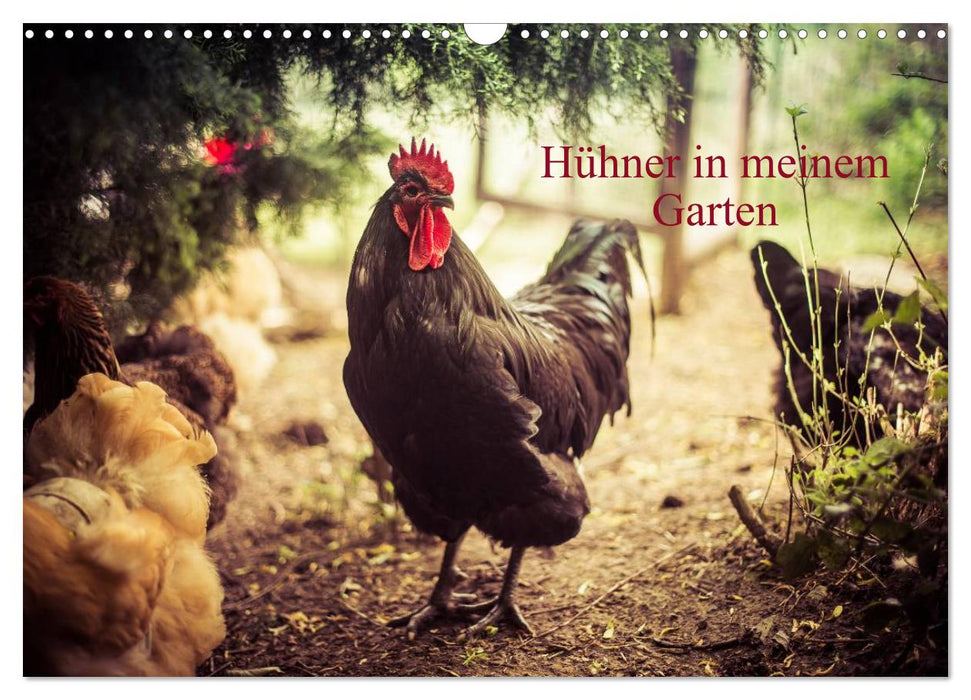 Hühner in meinem Garten (CALVENDO Wandkalender 2027)