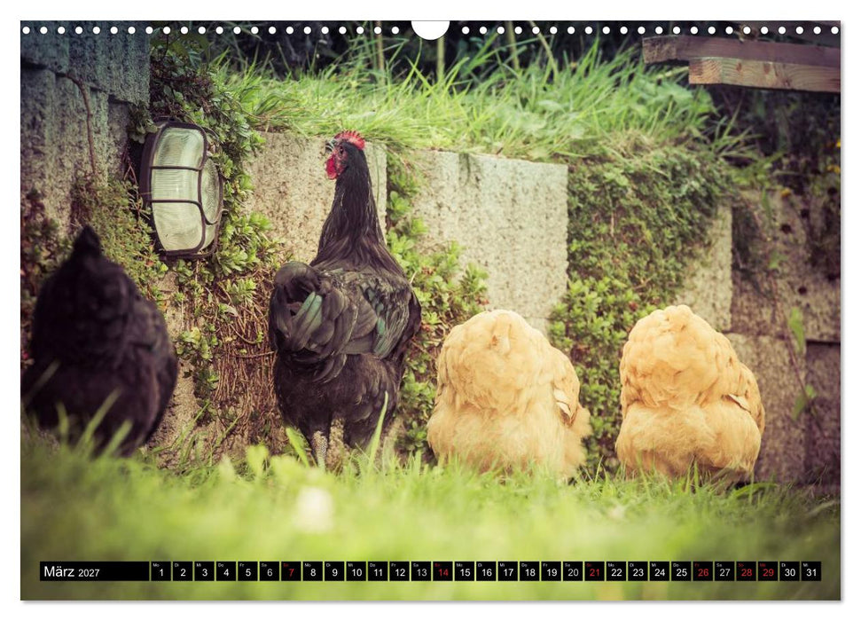 Hühner in meinem Garten (CALVENDO Wandkalender 2027)