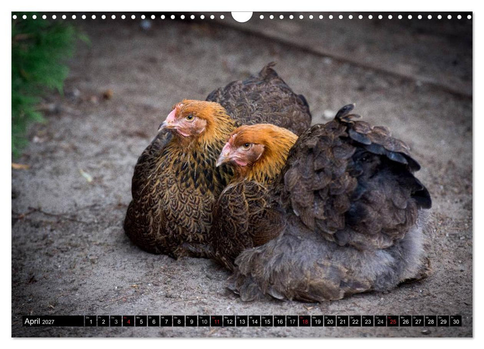 Hühner in meinem Garten (CALVENDO Wandkalender 2027)