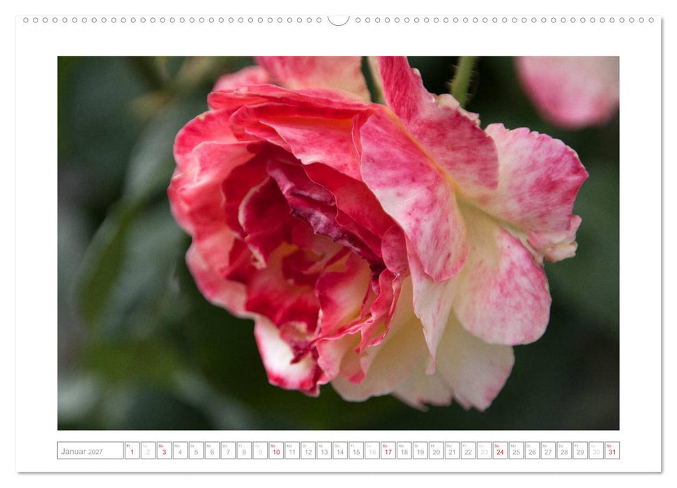 Rosen Schleswig-Holsteins (CALVENDO Wandkalender 2027)