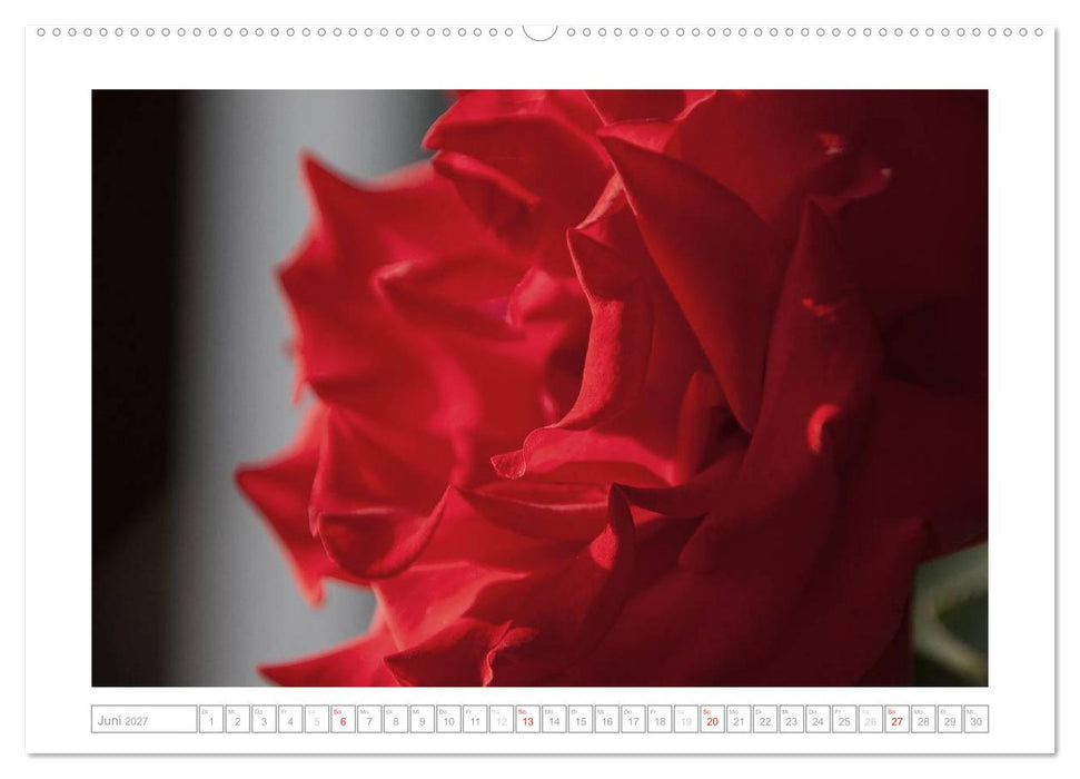 Rosen Schleswig-Holsteins (CALVENDO Wandkalender 2027)