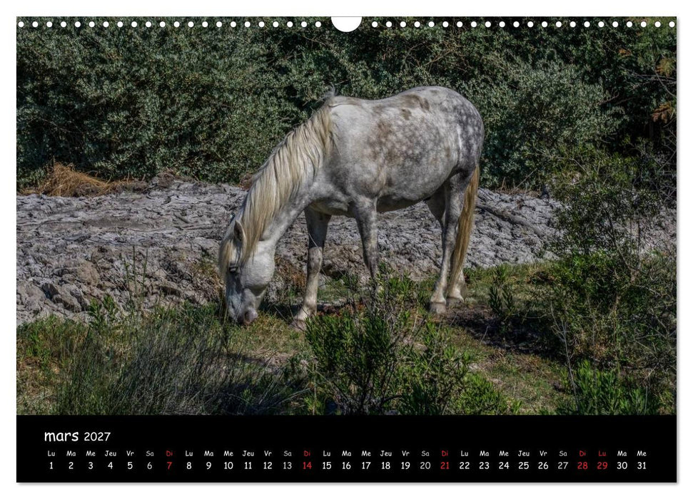 Cheval camarguais (CALVENDO Calendrier mensuel 2027)