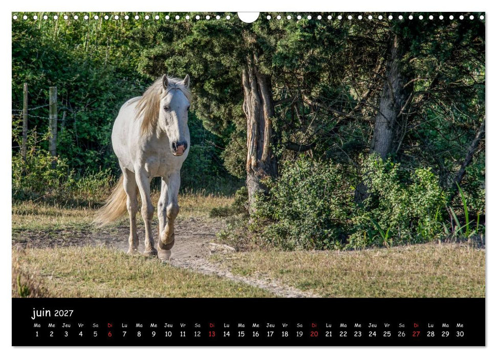 Cheval camarguais (CALVENDO Calendrier mensuel 2027)