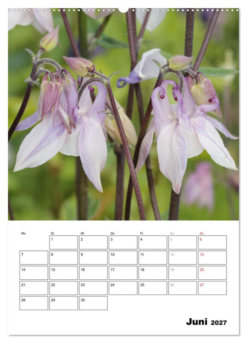 Zauberhafte Akeleien (CALVENDO Wandkalender 2027)