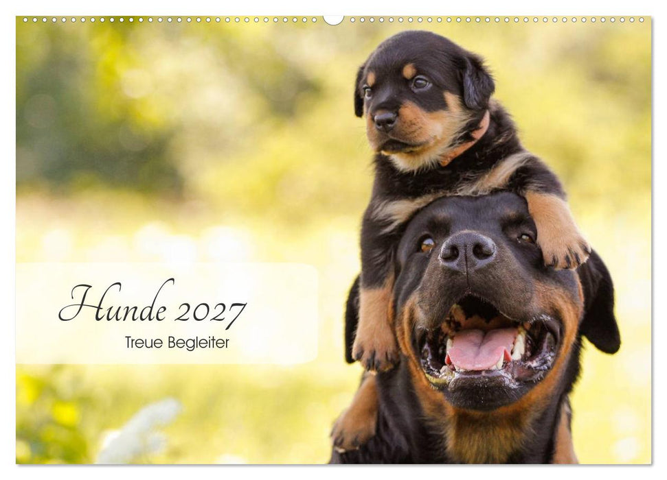 Hunde 2027 - Treue Begleiter (CALVENDO Wandkalender 2027)