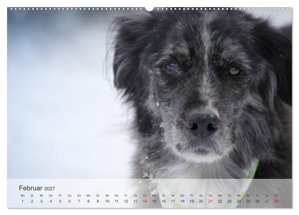 Hunde 2027 - Treue Begleiter (CALVENDO Wandkalender 2027)