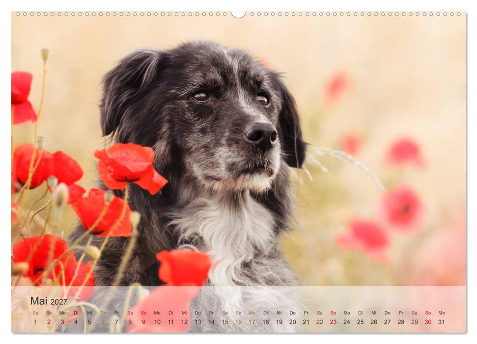 Hunde 2027 - Treue Begleiter (CALVENDO Wandkalender 2027)