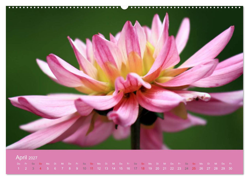 Dahlien (CALVENDO Premium Wandkalender 2027)