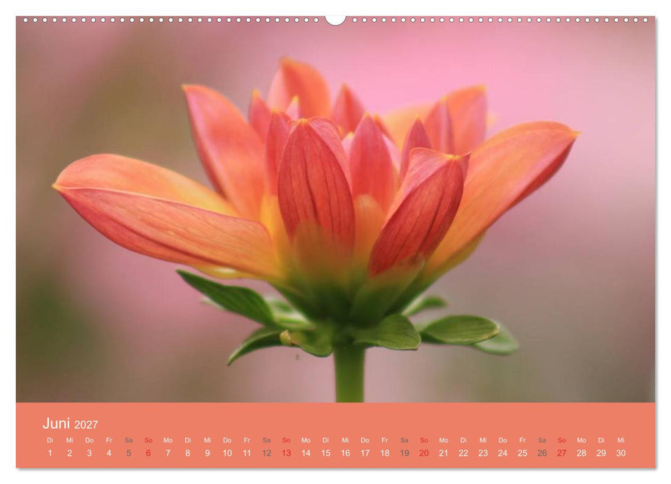 Dahlien (CALVENDO Premium Wandkalender 2027)