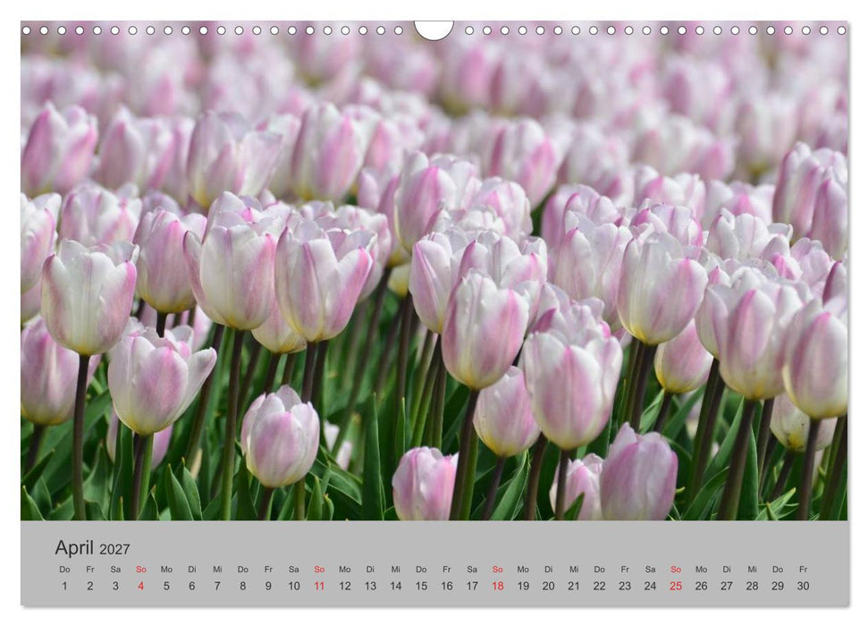 Impressionen von Texel (CALVENDO Wandkalender 2027)