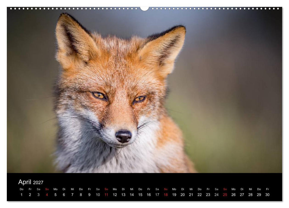 Rotfüchse (CALVENDO Premium Wandkalender 2027)