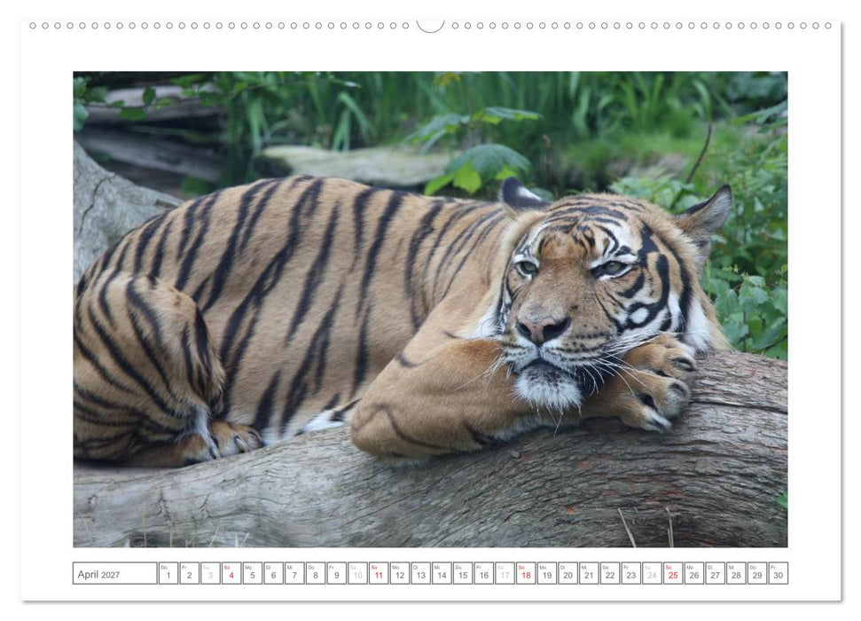 Tiere im Zoo (CALVENDO Premium Wandkalender 2027)
