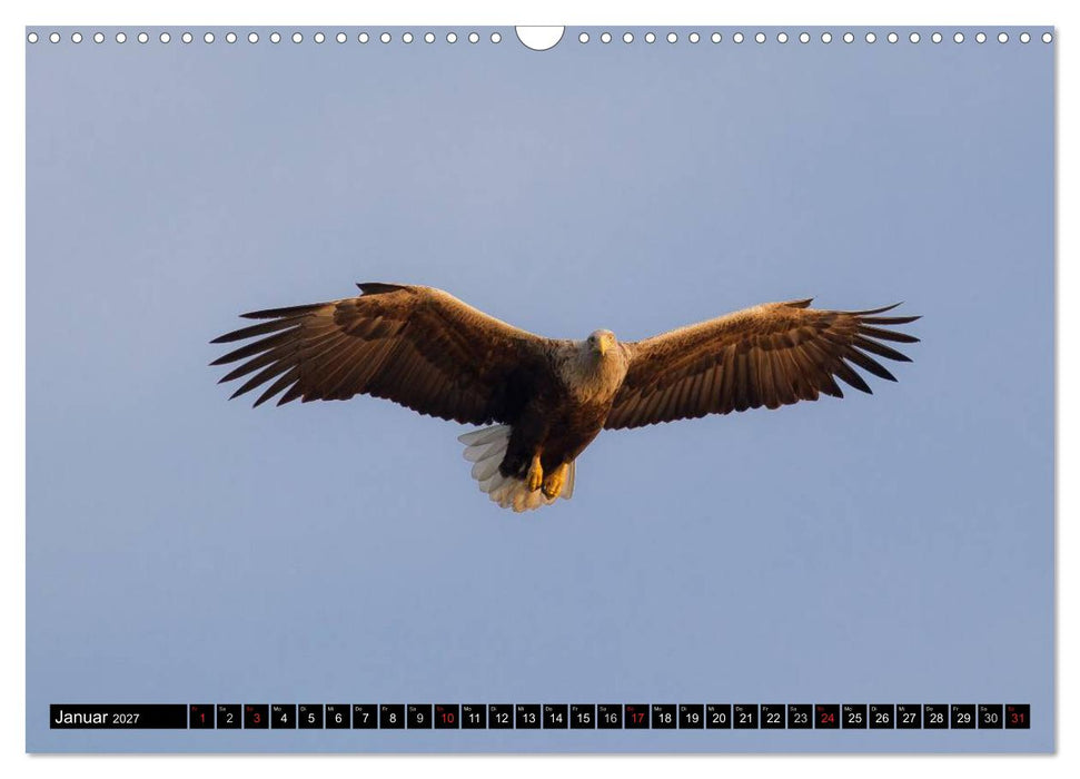 Greifvögel und Eulen (CALVENDO Wandkalender 2027)