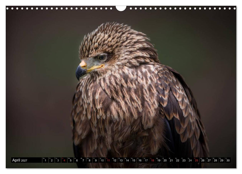 Greifvögel und Eulen (CALVENDO Wandkalender 2027)