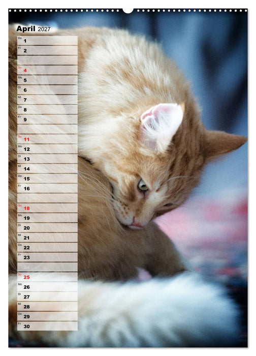 DIE GEFÜHLSWELT (CALVENDO Premium Wandkalender 2027)
