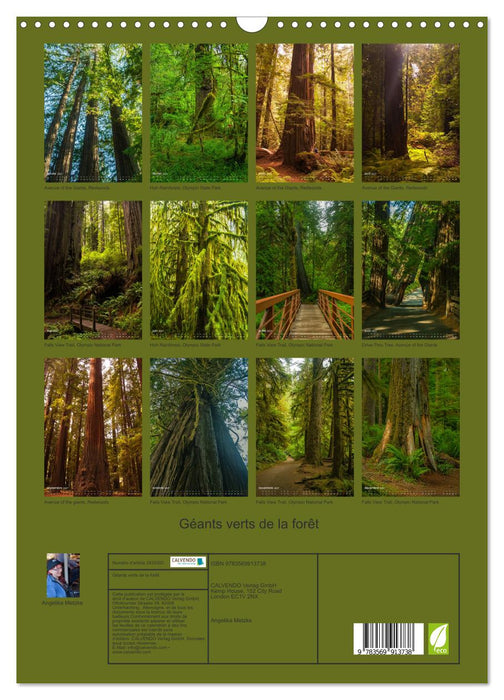 Géants verts de la forêt (CALVENDO Calendrier mensuel 2027)