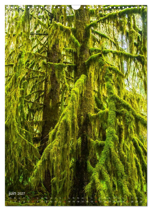 Géants verts de la forêt (CALVENDO Calendrier mensuel 2027)