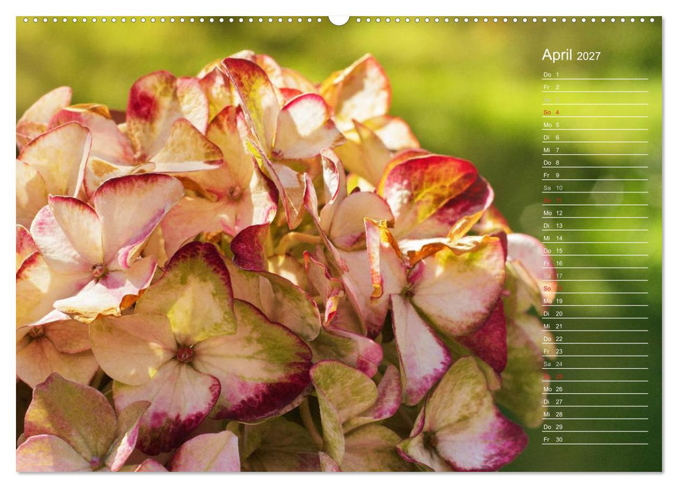 Die Hortensie und ihre vielen Gesichter (CALVENDO Premium Wandkalender 2027)