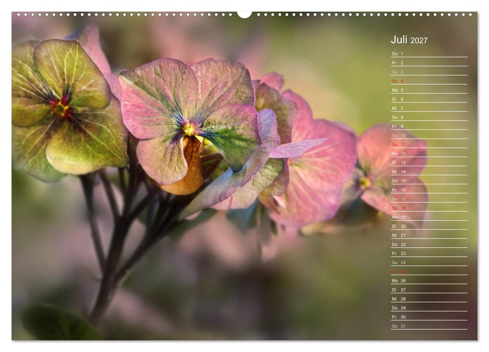 Die Hortensie und ihre vielen Gesichter (CALVENDO Premium Wandkalender 2027)