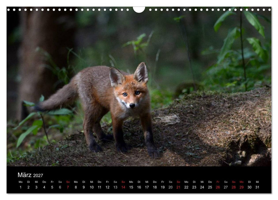 Ein Blick in Reinekes Kinderstube (CALVENDO Wandkalender 2027)