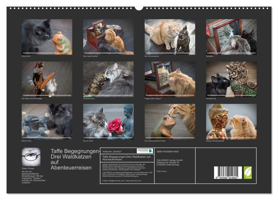Taffe Begegnungen-Drei Waldkatzen auf Abenteuerreisen (CALVENDO Premium Wandkalender 2027)