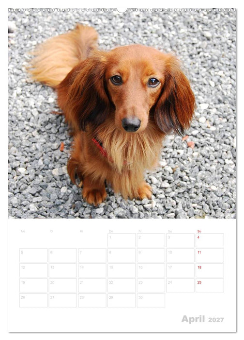 Der Dackel - mein kleiner Freund (CALVENDO Premium Wandkalender 2027)